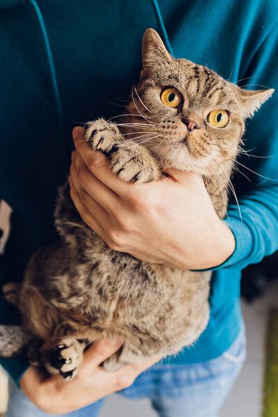 young man holding a British cat close-up.