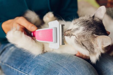 Kedi kuaförünün kuaförünün masasında taranıp taranırken tekir kedi yatıyordu. Seçici odak.