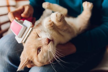 Kedi kuaförünün kuaförünün masasında taranıp taranırken tekir kedi yatıyordu. Seçici odak.