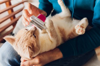 Kedi kuaförünün kuaförünün masasında taranıp taranırken tekir kedi yatıyordu. Seçici odak.