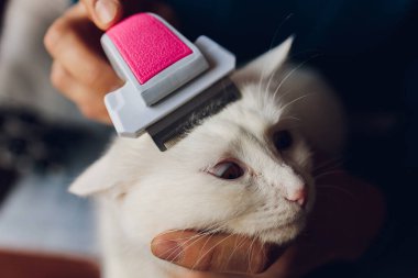 Kedi kuaförünün kuaförünün masasında taranıp taranırken tekir kedi yatıyordu. Seçici odak.