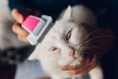 Kedi kuaförünün kuaförünün masasında taranıp taranırken tekir kedi yatıyordu. Seçici odak.