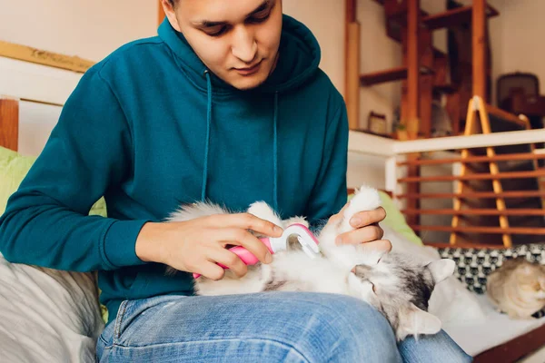 Chat tabby couché sur la table au salon de coiffure des chats tout en étant brossé et peigné. Concentration sélective. — Photo