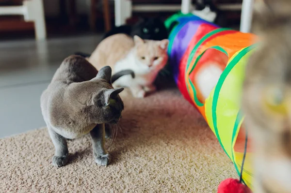 Kot Calico oprawiony w ramkę i alarm w kocim tunelu zabawki. — Zdjęcie stockowe