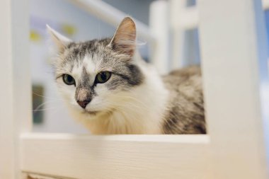 Şirin tekir kedi kırsal ahşap sandalyede oturmuş evde retro üzerinde dinleniyor..