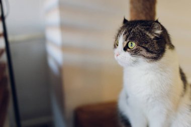 Şirin tekir kedi kırsal ahşap sandalyede oturmuş evde retro üzerinde dinleniyor..