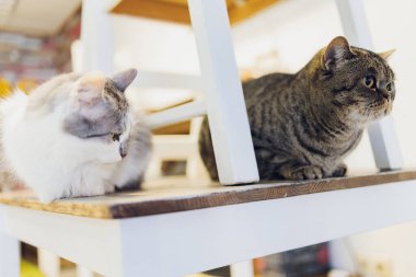 İki kedi arkadaş, Maine Rakun ve Calico alt ve üst koltukta oturmuş ev oturma odasındaki pencereden bakıyorlar..