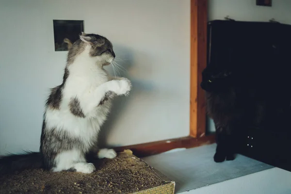 Kampf der Katzen im Wohnzimmer. — Stockfoto