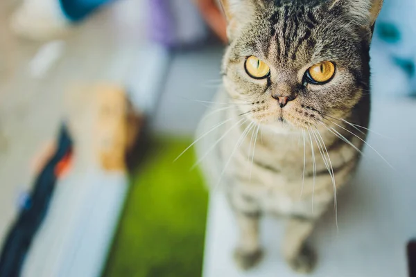 Lindo gato tabby sentado en silla de madera rústica relajante en retro en casa. —  Fotos de Stock