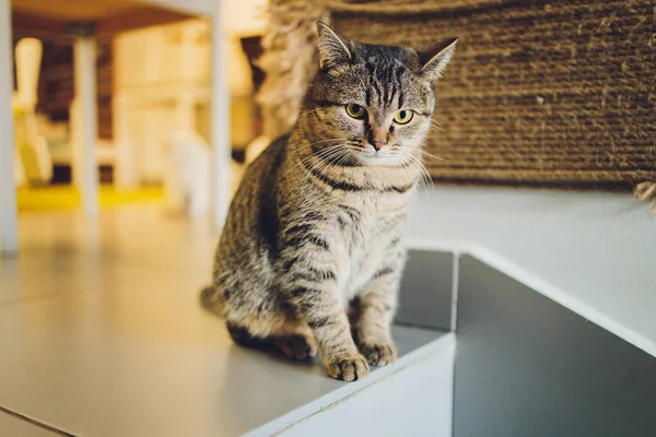 Roztomilý tabby kočka sedí na podlaze kuchyně zírá do kamery. — Stock fotografie