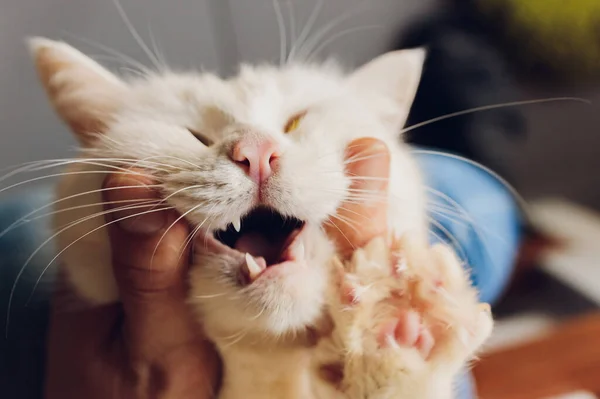 Muž v otvírá ústa rudé kočce, kontroluje zuby, veterináře. — Stock fotografie