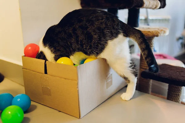 Katze mit Bällen in verschiedenen Farben in der Box. — Stockfoto