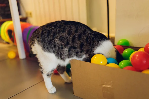 Katze mit Bällen in verschiedenen Farben in der Box. — Stockfoto