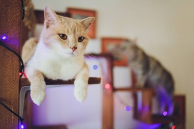 Kedi sallanan tüylü kuyruk sandalyede uzanıyor ve evde dinleniyor..
