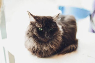 Şirin tekir kedi kırsal ahşap sandalyede oturmuş evde retro üzerinde dinleniyor..