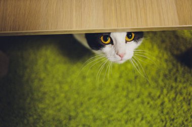 Sevimli tekir kedi mutfakta oturmuş kameraya bakıyor..