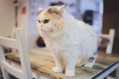 Şirin tekir kedi kırsal ahşap sandalyede oturmuş evde retro üzerinde dinleniyor..