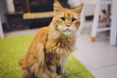 Pencere kenarında kırmızı çizgili kedi rakunu.