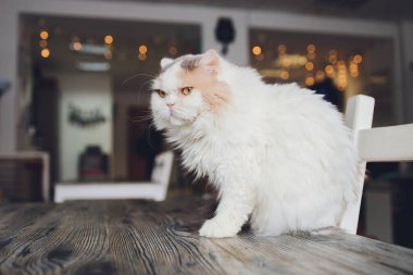 Şirin ev kedisi Felis Catus 'un yakın çekimleri. Evde rahat bir şekilde masada oturuyor..