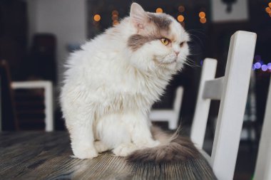 Şirin ev kedisi Felis Catus 'un yakın çekimleri. Evde rahat bir şekilde masada oturuyor..