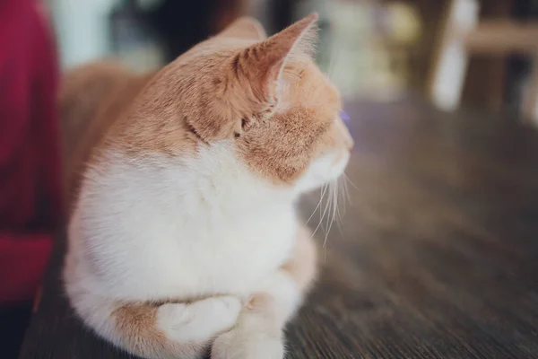 Roztomilý tabby kočka sedí na podlaze kuchyně zírá do kamery. — Stock fotografie