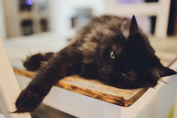 Симпатичная кошка, сидящая на ржавом деревянном стуле и расслабляющаяся на ретро в домашних условиях. — стоковое фото