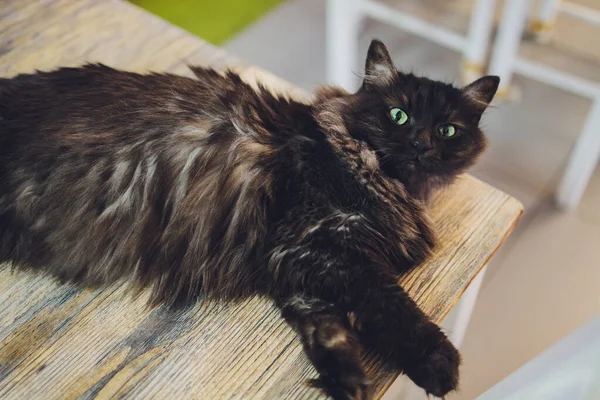 Aranyos tabby macska ül rusztikus fa szék pihentető retro otthon. — Stock Fotó