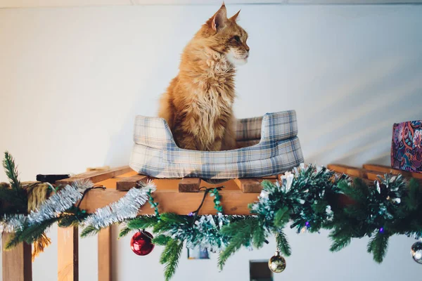 家猫待在家里，喜形于色，背景美丽，新年光彩夺目，圣诞树点缀华丽。圣诞贺卡，圣诞贺卡. — 图库照片