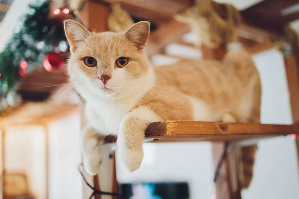 고양이가 솜털 꼬리를 달고 의자에 누워 집에서 쉬고 있다. — 스톡 사진