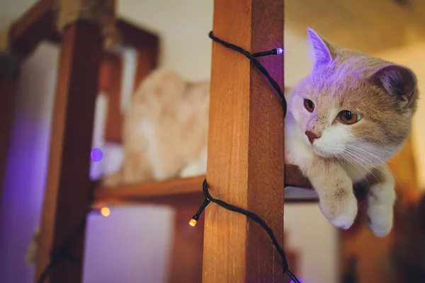 Cat dangling fluffy tail is lying on a chair and resting at home. — Stock Photo, Image