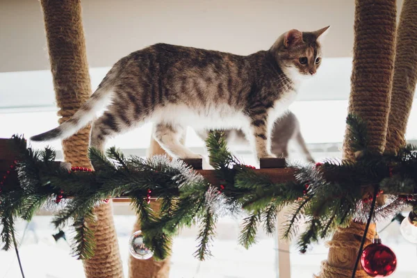 집에 앉아 있는 웃긴 고양이가 아름다운 크리스마스 배경과 새해 장식이 있는 크리스마스 트리에 앉아 있습니다. 크리스마스 카드가 있는 크리스마스 카드. — 스톡 사진