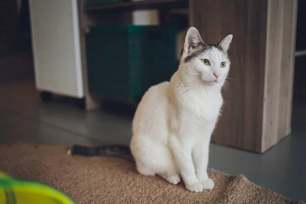 Schattige tabby kat zittend op keukenvloer starend naar camera. — Stockfoto