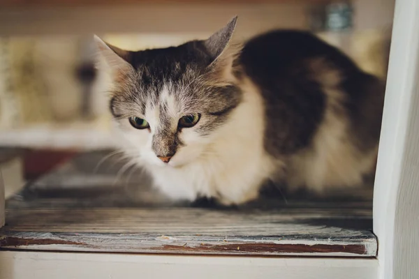 Roztomilý tabby kočka sedí na venkovské dřevěné židli relaxaci na retro doma. — Stock fotografie