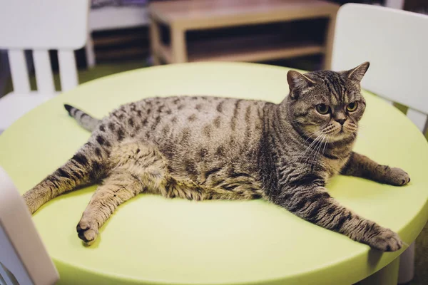 Adorável gato tabby sentado no chão da cozinha olhando para a câmera. — Fotografia de Stock