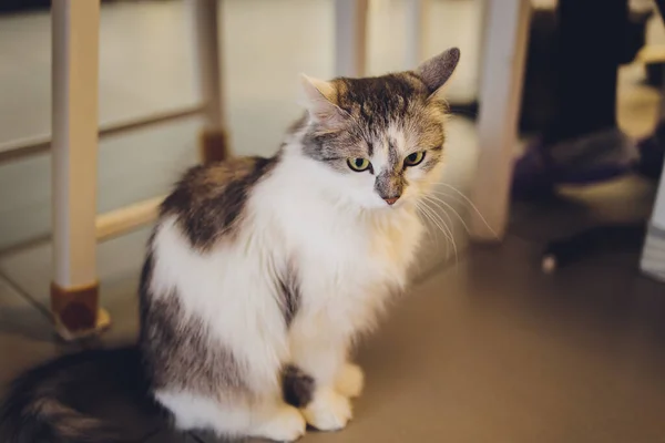 Adorable chat tabby assis sur le sol de la cuisine regardant la caméra. — Photo