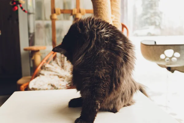 Roztomilý tabby kočka sedí na venkovské dřevěné židli relaxaci na retro doma. — Stock fotografie