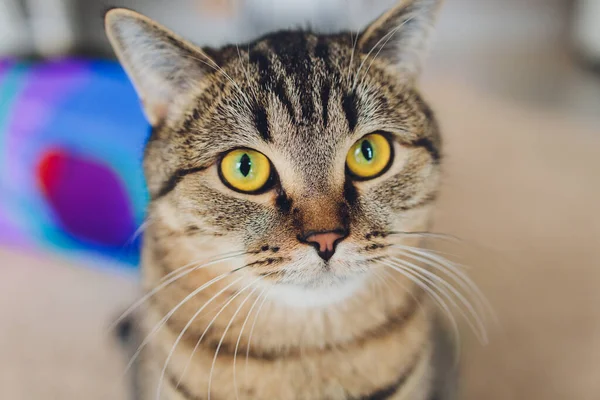 Liebenswert gestromte Katze sitzt auf Küchenboden und starrt in die Kamera. — Stockfoto