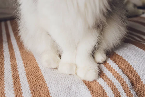 Detailaufnahme von weichen Katzenpfoten im Sitzen auf dem Tisch. — Stockfoto