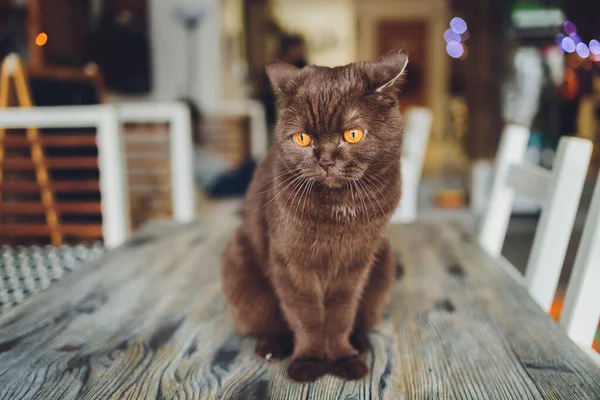 Schokoladenschottische Katze mit gelben Augen am Fenster. — Stockfoto
