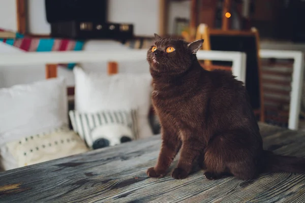 Chocolate gato escocés con ojos amarillos por la ventana. — Foto de Stock