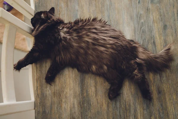 Adorabile gatto tabby seduto sul pavimento della cucina a fissare la fotocamera. — Foto Stock