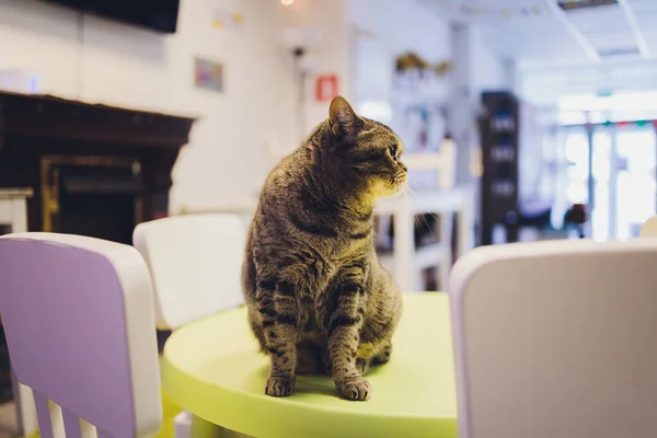 Nahaufnahme von niedlichen Hauskatze felis catus entspannen drinnen zu Hause sitzen auf dem Tisch. — Stockfoto