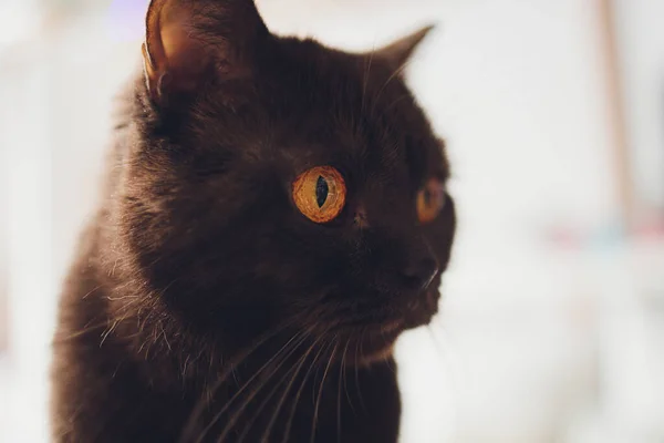 Chocolate gato escocês com olhos amarelos pela janela. — Fotografia de Stock