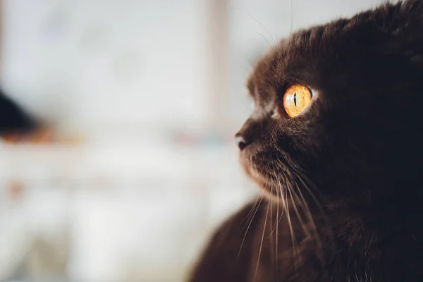 Шоколадный шотландский кот с желтыми глазами у окна. — стоковое фото