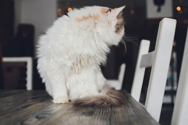 Closeup of cute domestic house cat felis catus relaxing indoor at home sitting on table. — Stock Photo, Image