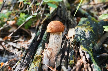 Ormanda beyaz mantarlar, yaprakların arka planında, parlak güneş ışığı.