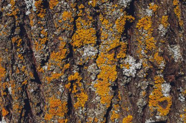 Ağaç kabuğu arka planında yosun örtüsü. Ağaç yüzeyindeki yosun dokusunu kapat.