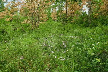Yol kenarındaki güzel çiçekler, doğanın çeşitliliği. Kır çiçeklerinin renkli bir kombinasyonu. Yol kenarındaki yabani otların ve çiçeklerin yakın çekimleri. Bazıları istilacı, bazıları nadirdir. Biyolojik çeşitlilik kavramı.