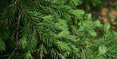 Yol kenarındaki güzel çiçekler, doğanın çeşitliliği. Kır çiçeklerinin renkli bir kombinasyonu. Yol kenarındaki yabani otların ve çiçeklerin yakın çekimleri. Bazıları istilacı, bazıları nadirdir. Biyolojik çeşitlilik kavramı.