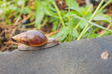 Kara vücutlu küçük bir salyangoz yağmurlu bir günde ağaçta süzülüyor. Çok kısa bir odak derinliği. Latince adı: Arianta arbustorum.